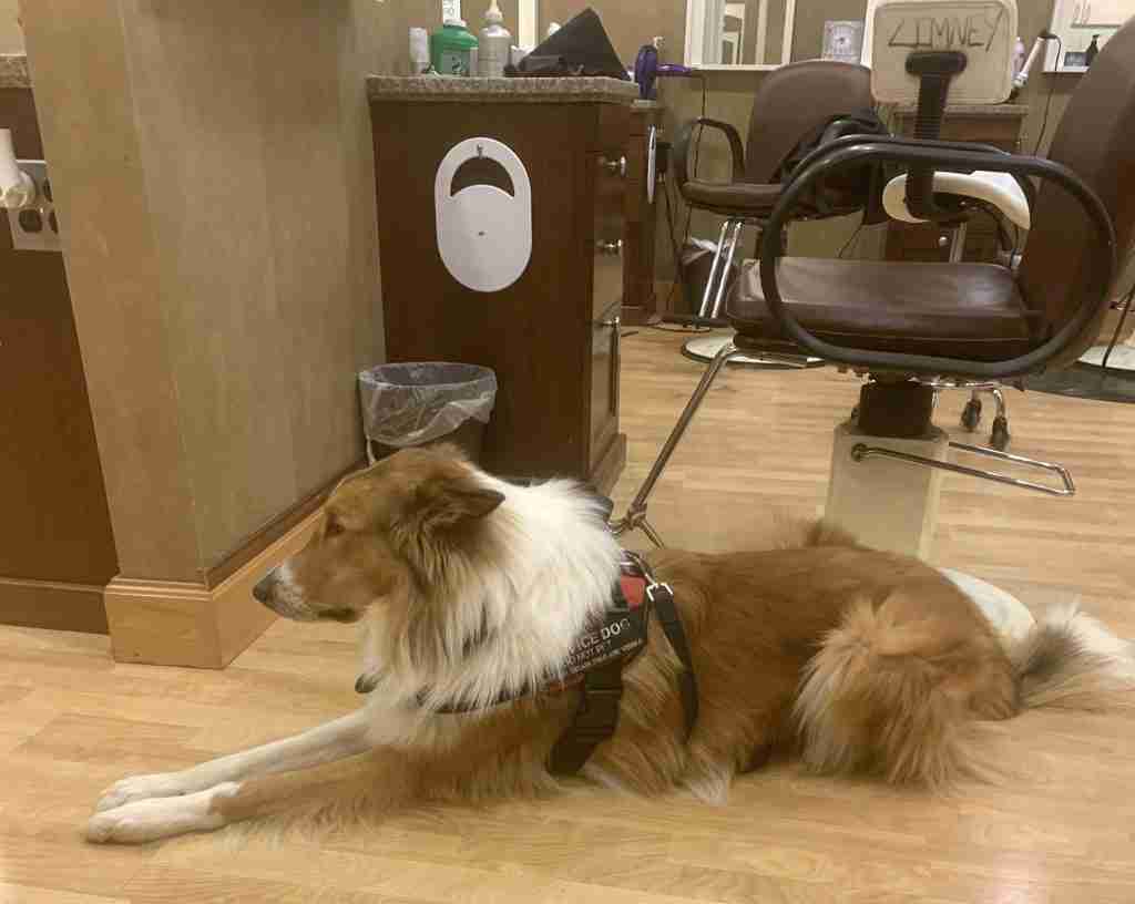Picture of a dog lying quietly on the floor of a beauty salon.
